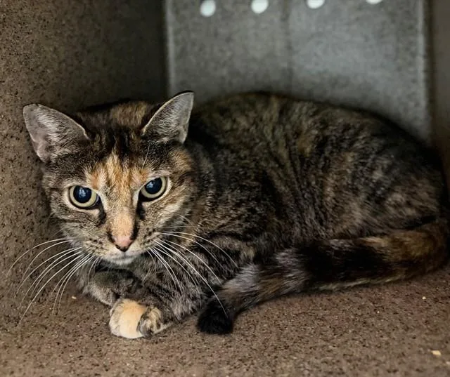 An adult small-sized female Domestic Short Hair cat named Autum Magic for adoption in Louisville, KY