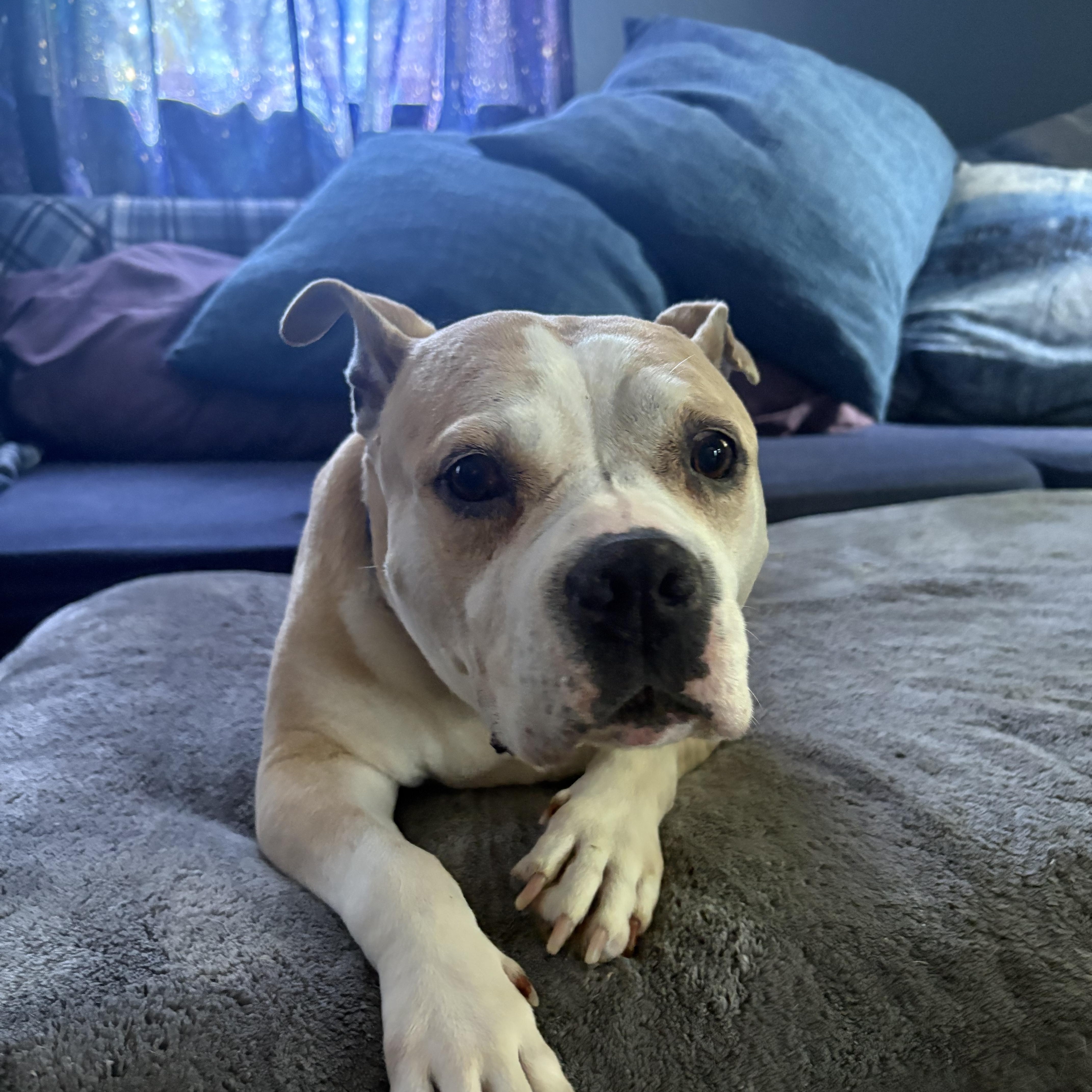 An adult medium-sized female American Bully dog named Dumpling for adoption in Whitewater, WI