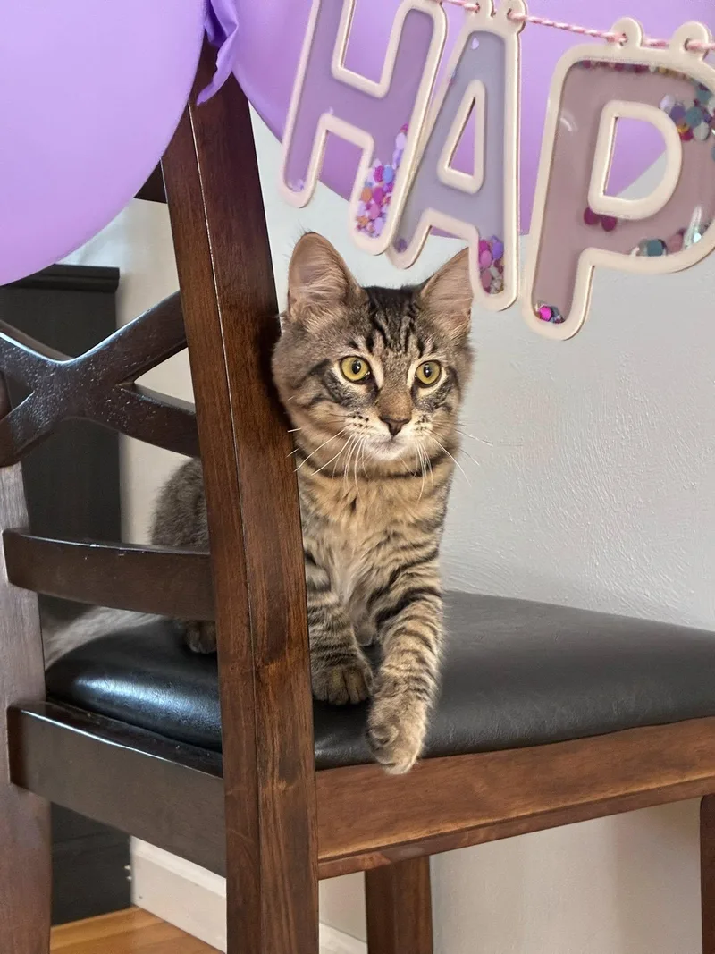 Big Floof thumbnail 3