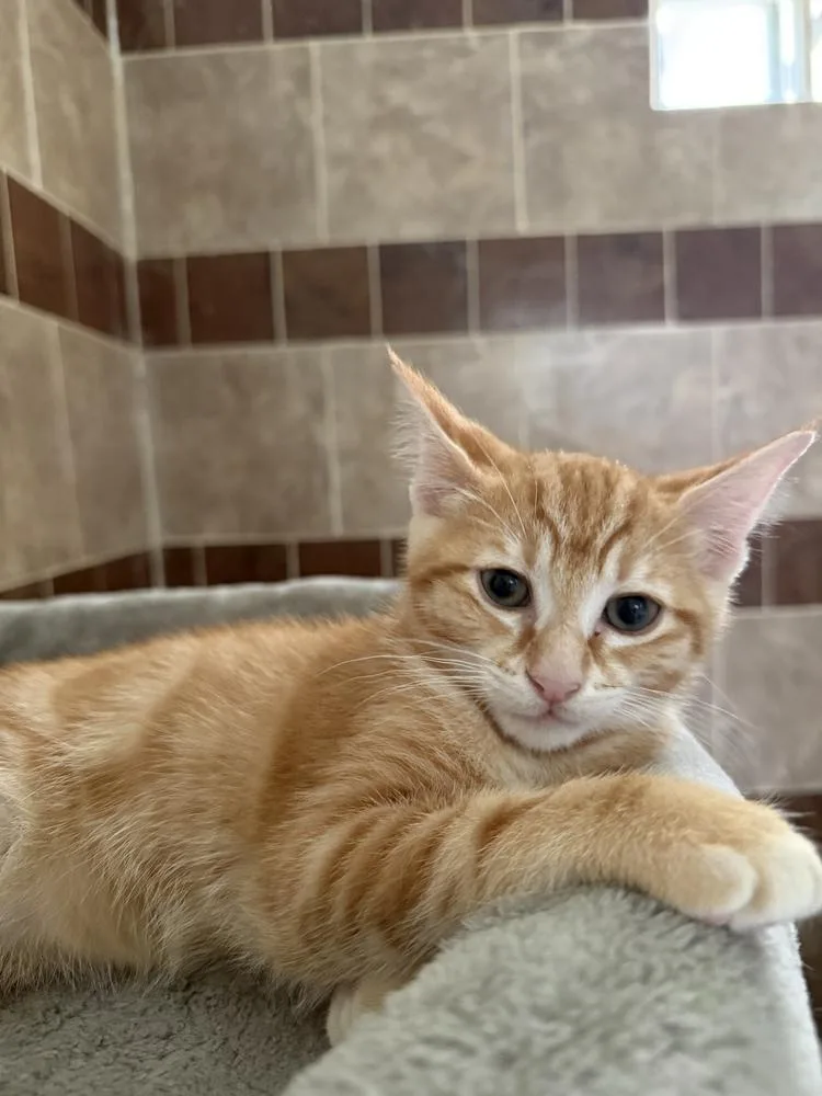 A baby small-sized male Orange / Red Domestic Short Hair cat named Corn Nut for adoption in Dallas, TX