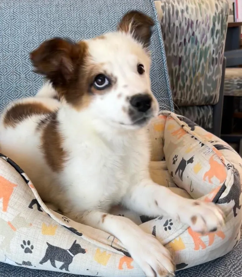 A baby large-sized female Australian Shepherd dog named Lyra for adoption in Cottonwood, AZ