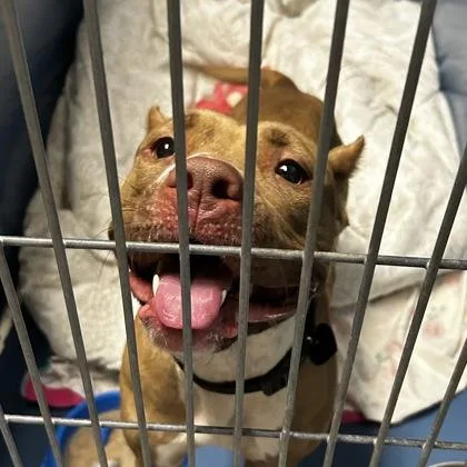 An adult large-sized female Mixed Breed dog named Charlie for adoption in Merriam, KS