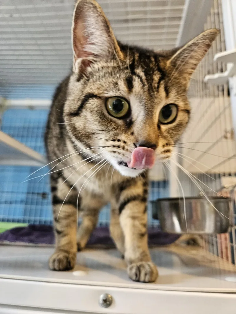 An adult medium-sized female Domestic Short Hair cat named Octopus for adoption in Claremont, NH