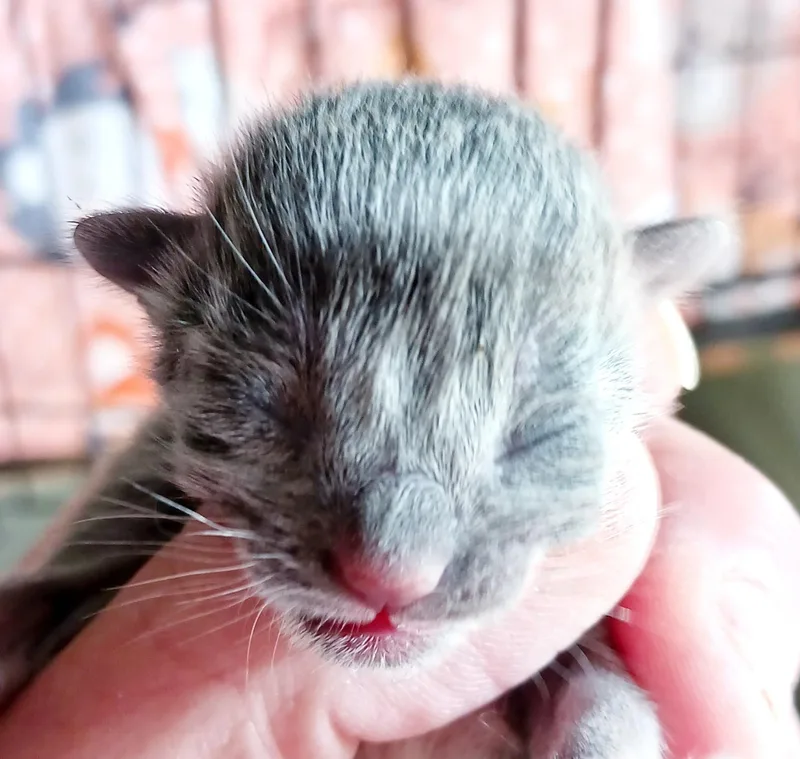 A baby medium-sized female Gray / Blue / Silver Domestic Short Hair cat named Cappuccino for adoption in Bulverde, TX