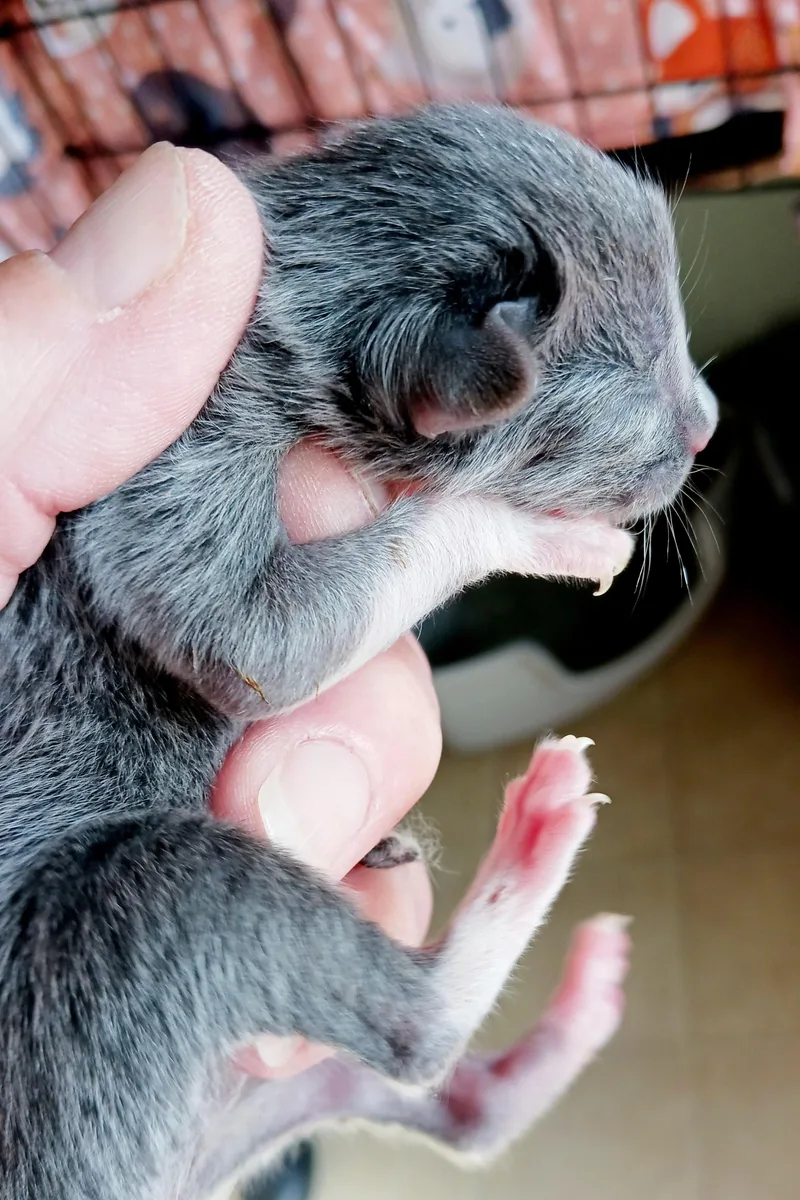 Cappuccino thumbnail 2