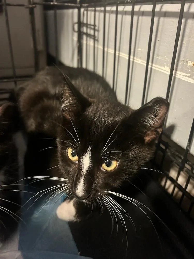 Sebastion Syosset thumbnail 2