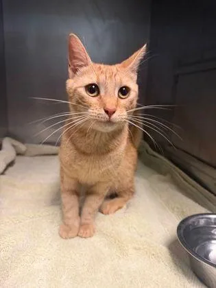 An adult medium-sized female Domestic Short Hair cat named Chester for adoption in Williamsport, PA