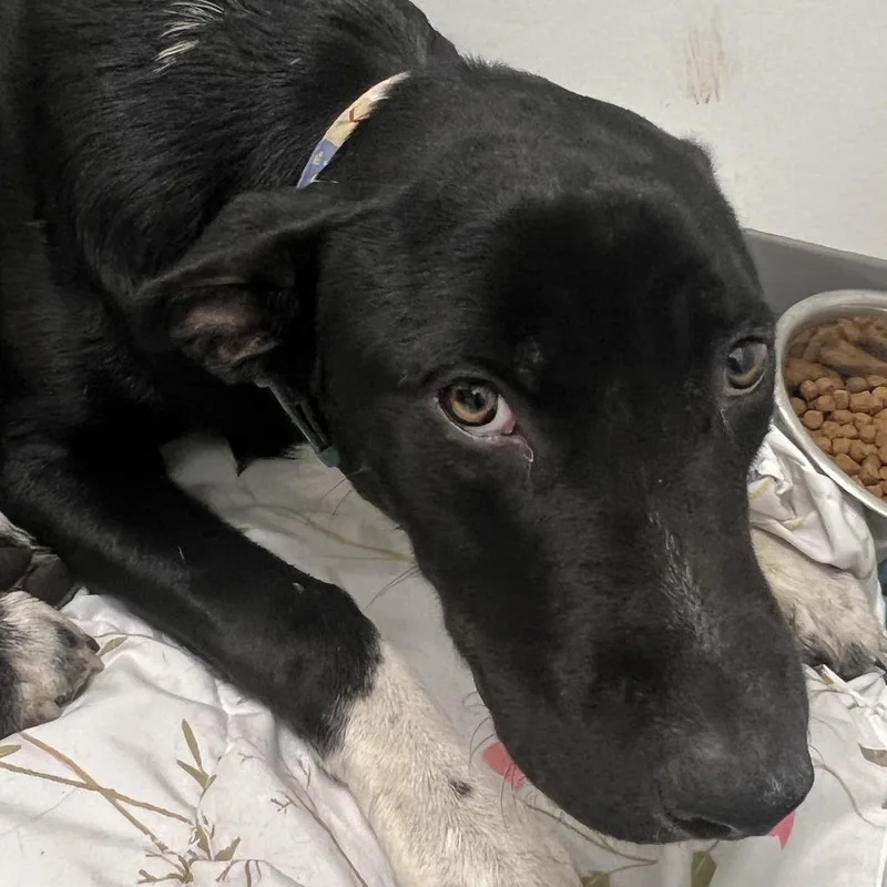 A young medium-sized male Black Labrador Retriever dog named Guitar Grady for adoption in Austin, TX