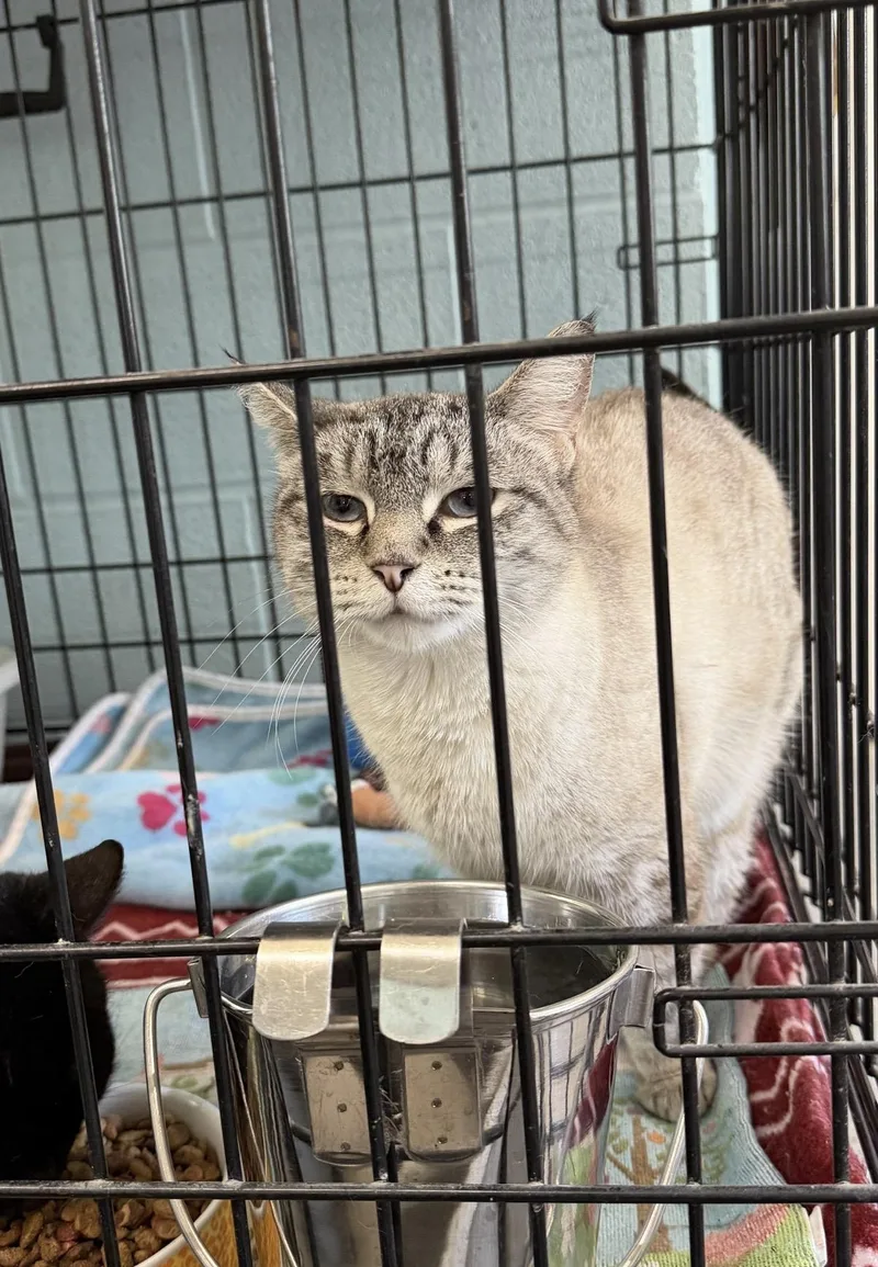 A young medium-sized female Domestic Short Hair cat named Gretchen for adoption in Warren, OH