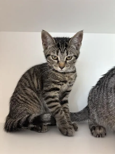 A baby small-sized female Domestic Short Hair cat named Ganondorf for adoption in Indianapolis, IN