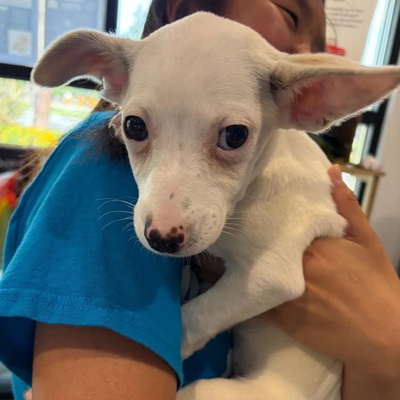 Tofu  Costa Mesa thumbnail 2