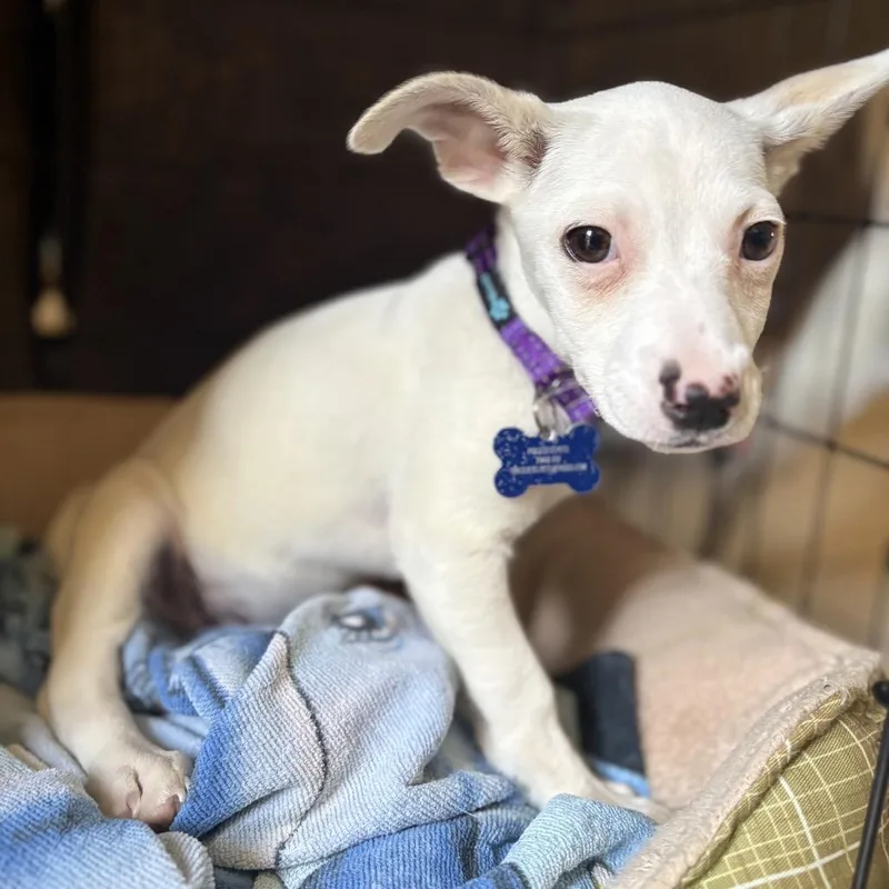 Tofu  Costa Mesa thumbnail 3