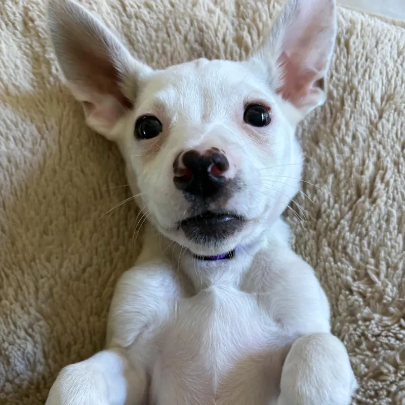 Tofu  Costa Mesa thumbnail 4