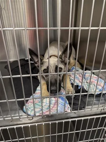 A baby small-sized female Mixed Breed dog named Skyler for adoption in West Chester, PA