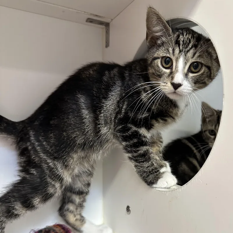 A baby medium-sized male Tabby (Brown / Chocolate) Domestic Short Hair cat named Birch for adoption in Manassas, VA