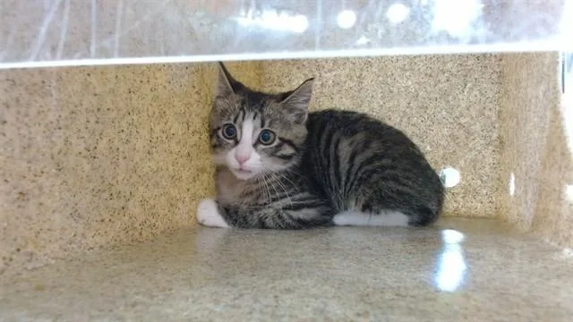 A baby small-sized male Domestic Short Hair cat named Hide N Seek for adoption in Louisville, KY