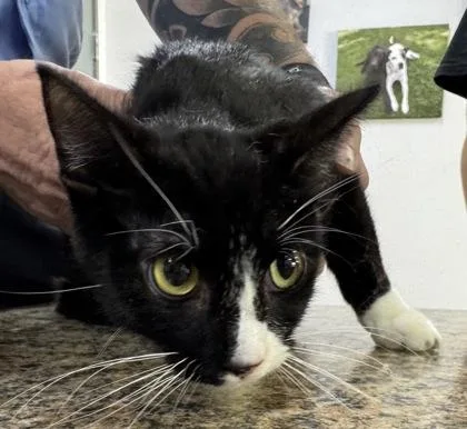 An adult small-sized female Domestic Short Hair cat named Abigail for adoption in Madera, CA
