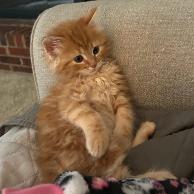 Frito