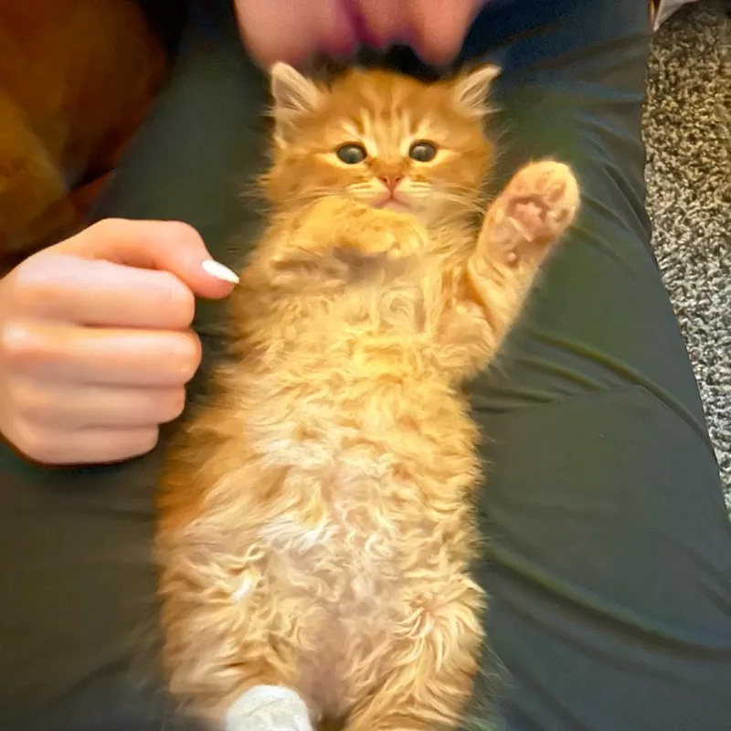 Frito thumbnail 4
