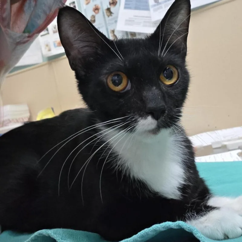 An adult medium-sized female Black Domestic Short Hair cat named Angel for adoption in Tacoma, WA