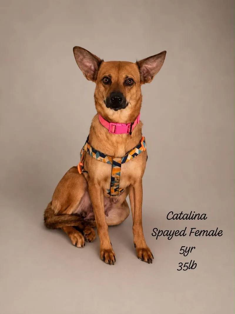 An adult medium-sized female Golden German Shepherd Dog dog named Catalina Marie for adoption in New York, NY