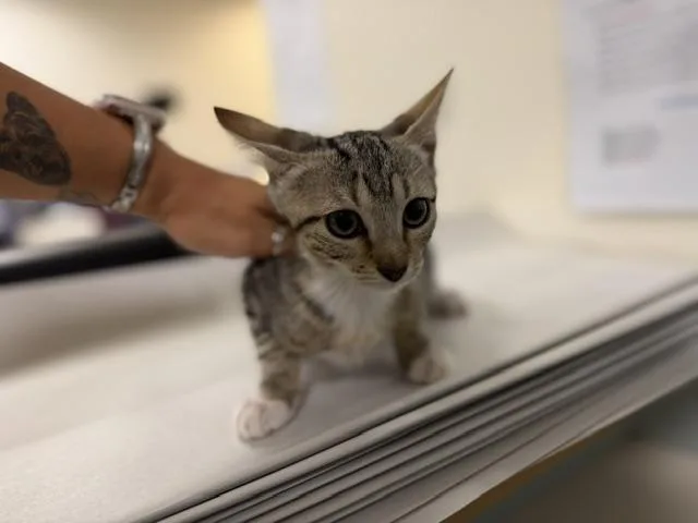 A baby small-sized male Domestic Short Hair cat named Simba for adoption in Miami, FL