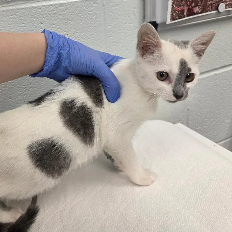 A baby small-sized female White Domestic Short Hair cat named Burger for adoption in Chattanooga, TN
