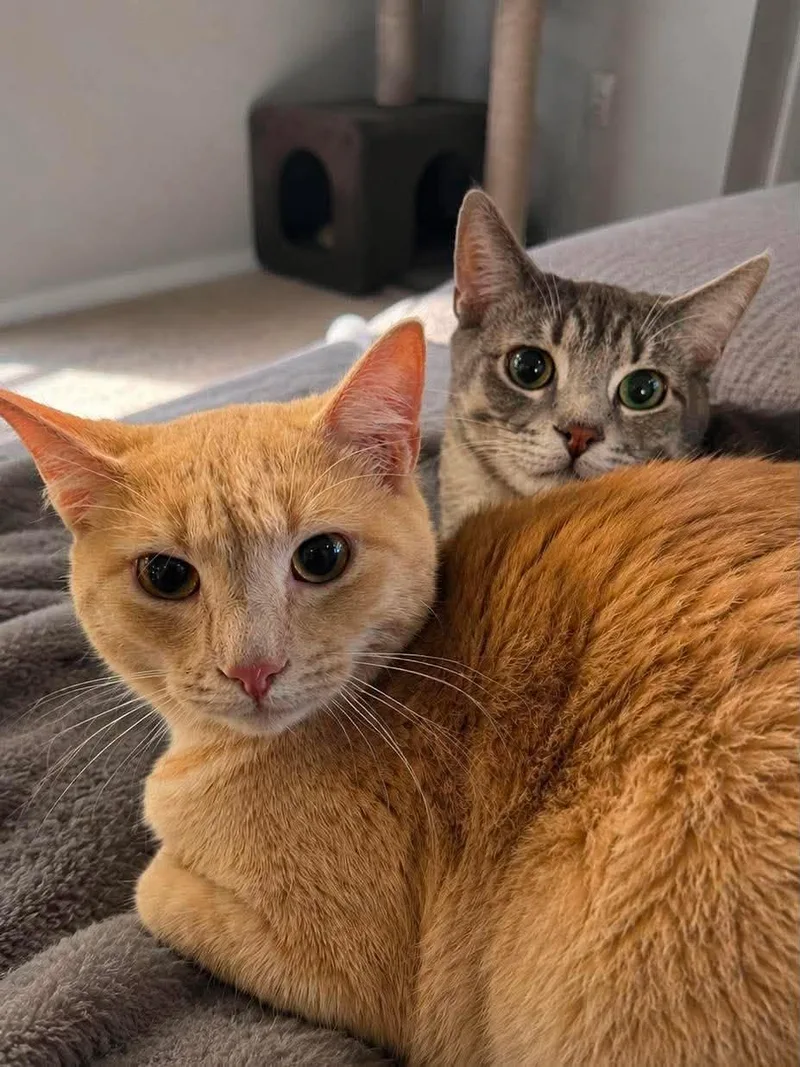 A baby medium-sized male Tabby (Orange / Red) Domestic Short Hair cat named Spencer for adoption in Sioux Falls, SD