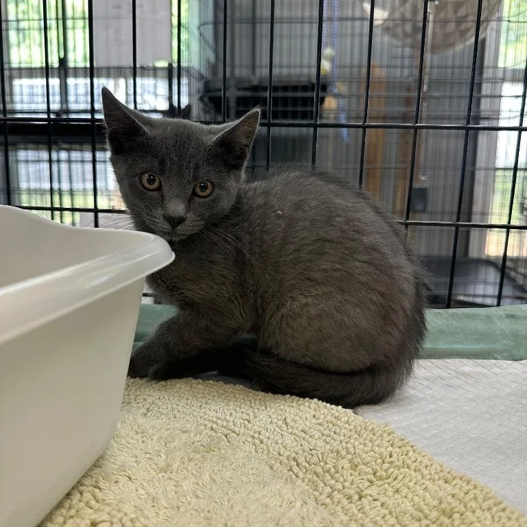 A baby small-sized male Gray / Blue / Silver Domestic Short Hair cat named Tony for adoption in Winnsboro, SC