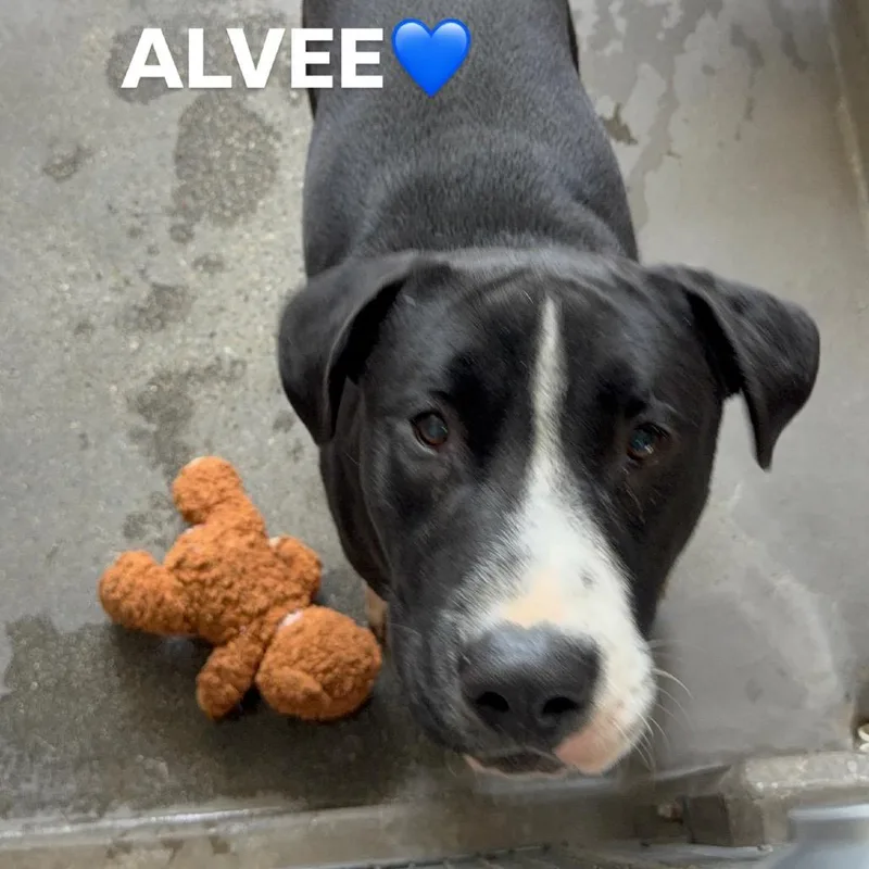 Alvee A thumbnail 3