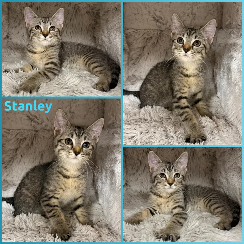 A baby small-sized male Tabby (Buff / Tan / Fawn) Domestic Short Hair cat named Stanley for adoption in Louisville, KY