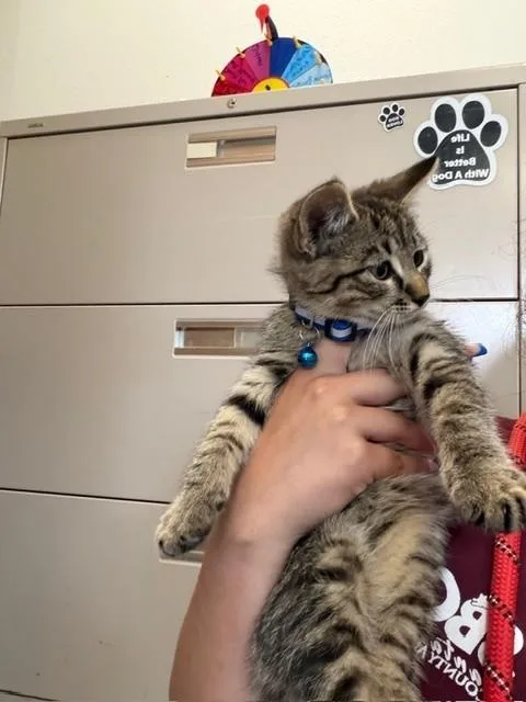 A baby small-sized male Domestic Short Hair cat named Kermit for adoption in Santa Maria, CA