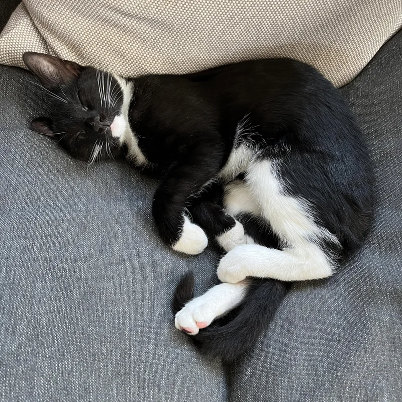 A baby medium-sized female Black & White / Tuxedo Domestic Short Hair cat named Coconut for adoption in Neenah, WI