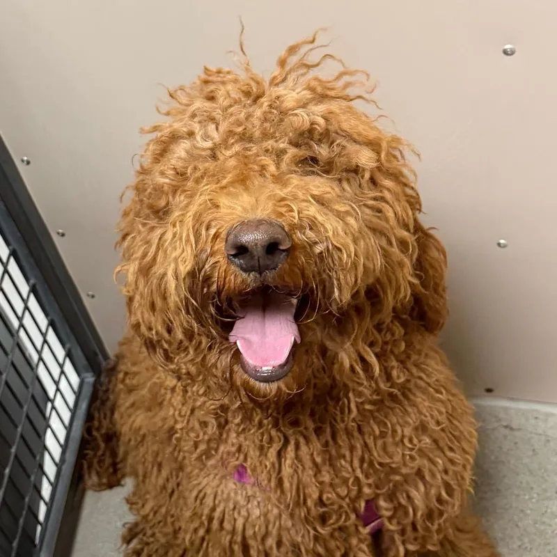 An adult medium-sized female Red / Chestnut / Orange Golden Retriever dog named Ember for adoption in Murray, UT