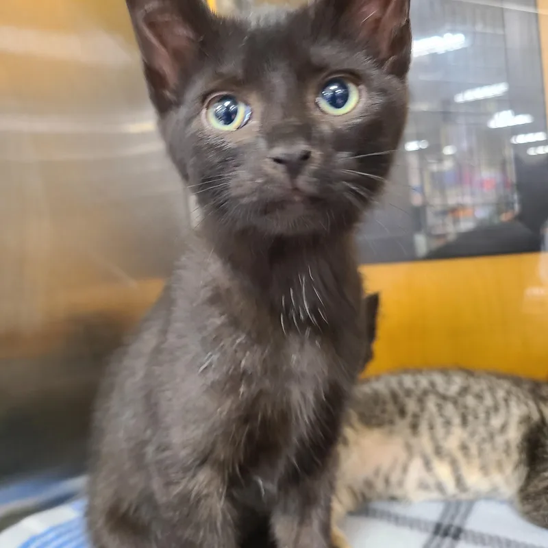 Negrito