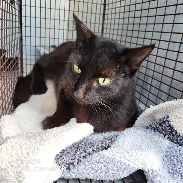A young medium-sized female Domestic Short Hair cat named Harriet for adoption in San Antonio, TX