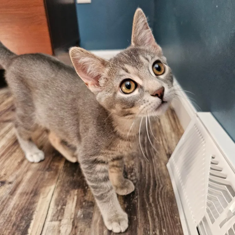 A baby small-sized male Gray / Blue / Silver Domestic Short Hair cat named Remus for adoption in Middleton, WI