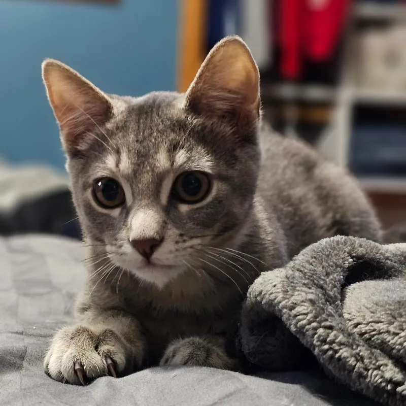 Remus thumbnail 2