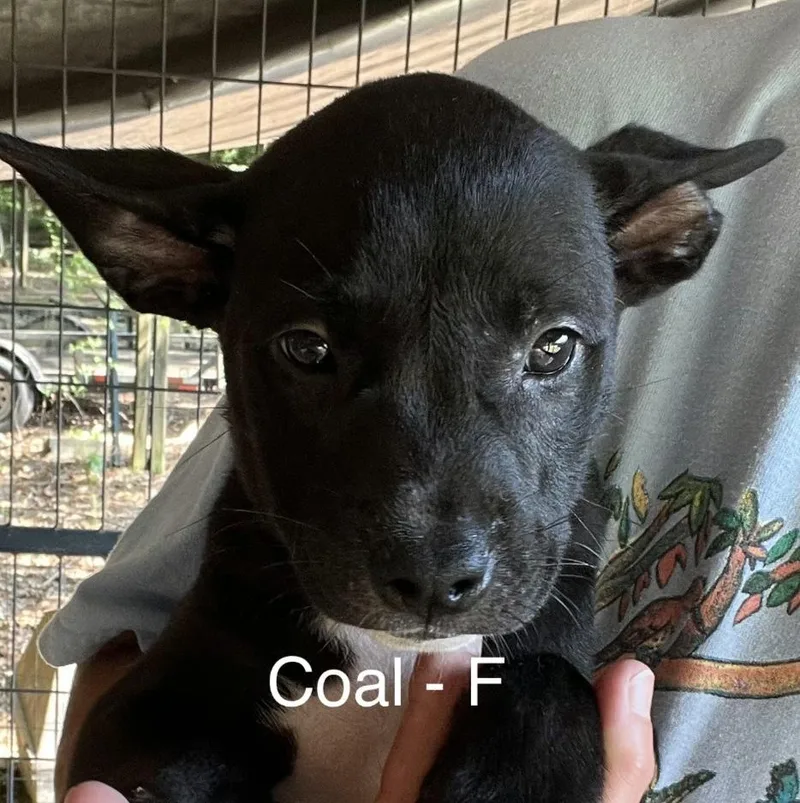 A baby medium-sized female White / Cream Labrador Retriever dog named Coal for adoption in Parma, OH