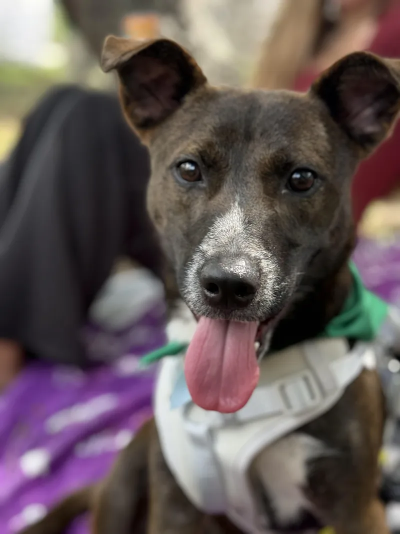 A baby medium-sized male Bicolor Terrier dog named Nate for adoption in Palm Bay, FL