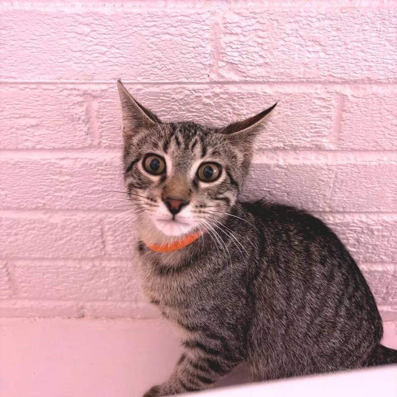 A baby small-sized male Brown / Chocolate Domestic Short Hair cat named Scooter for adoption in Forest Park, IL