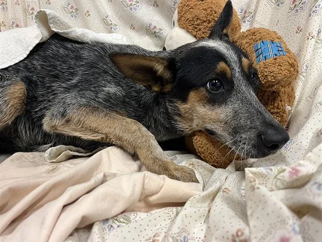 A young medium-sized male Australian Cattle Dog / Blue Heeler dog named A for adoption in Modesto, CA
