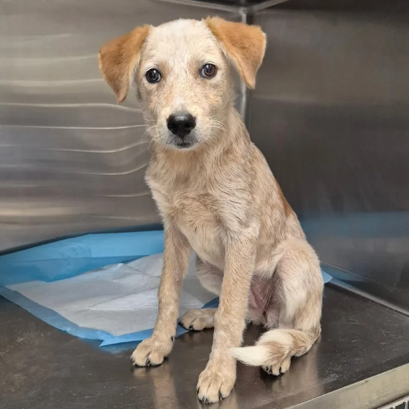 A baby small-sized female Yellow / Tan / Blond / Fawn Cattle Dog dog named Mamie for adoption in Bastrop, TX