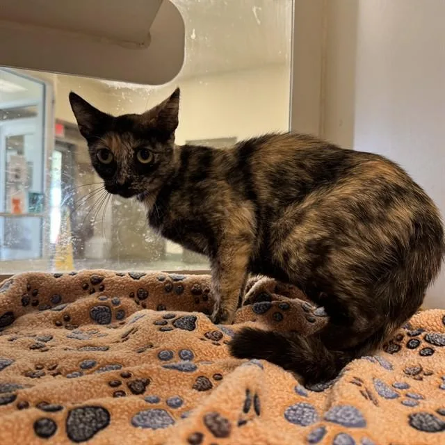 A young small-sized female Domestic Short Hair cat named Penelope for adoption in Riverside, CA