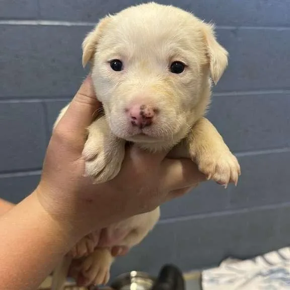 A baby small-sized female White / Cream Mixed Breed dog named Australia for adoption in Gadsden, AL