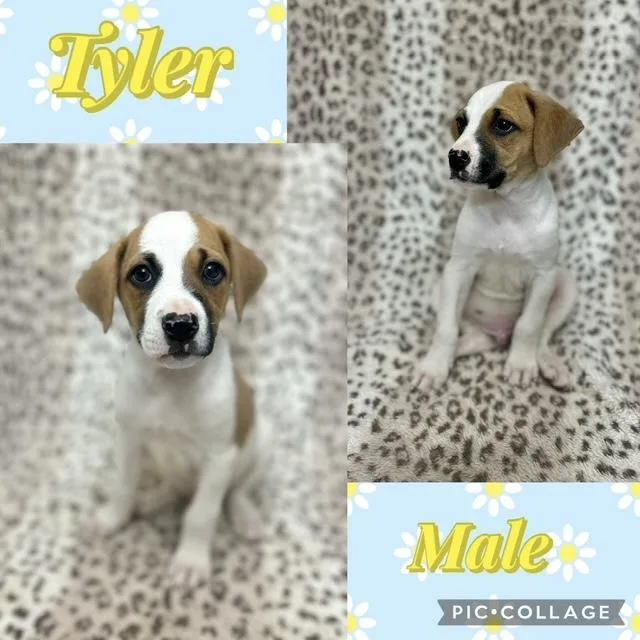 A baby medium-sized male Jack Russell Terrier dog named Tyler for adoption in Manchester, CT