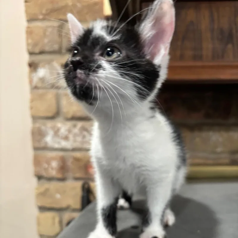 A baby small-sized female Black Domestic Short Hair cat named Quail for adoption in Katy, TX