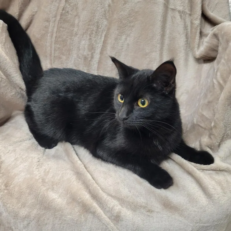 An adult small-sized female Black Domestic Short Hair cat named Midnight for adoption in Kittanning, PA