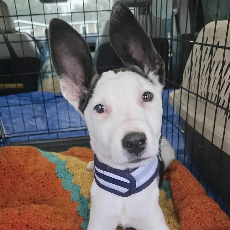 A baby medium-sized male White / Cream Terrier dog named Soren for adoption in Corpus Christi, TX
