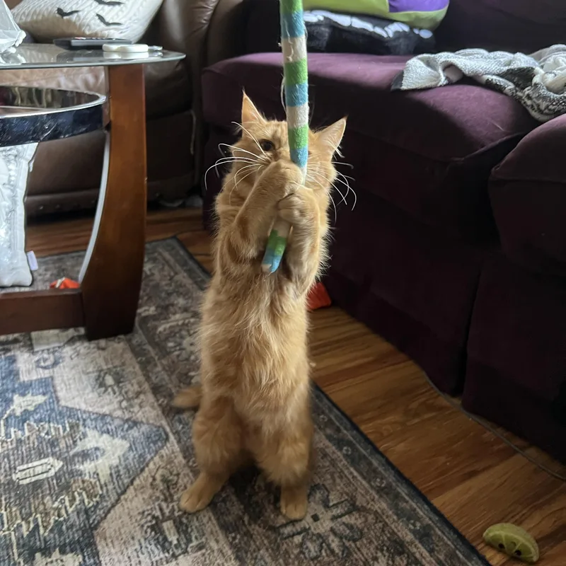 A young medium-sized female Domestic Medium Hair cat named Supreme Leader for adoption in Pittsburgh, PA